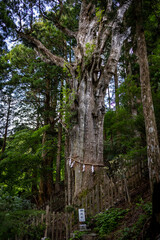 玉置神社の神代杉