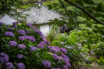 あじさいの名所仁平寺