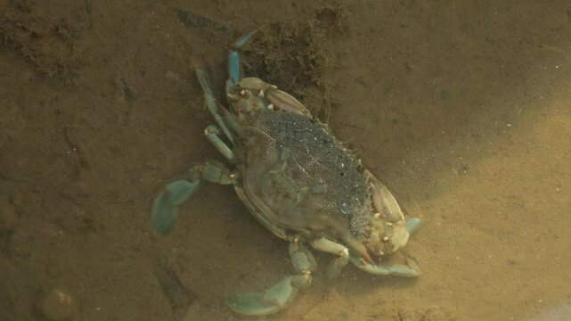 Closeup rear blue crab walking on sandy beach searching for food, digging in mud water river with sharp claws. Wild marine nature, wildlife. Water animals, seafood. Amazing beautiful animal