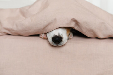 Obraz premium Cute Jack Russell Terrier dog lying on a bed, covered by a soft beige blanket. Funny puppy's nose peeking out from under the blanket