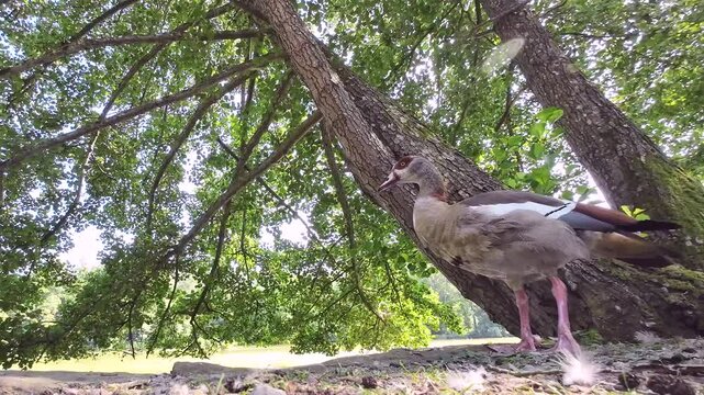 Nilgans am See unter Schwarzerle bei der Gefiederpflege, Alopochen aegyptiaca