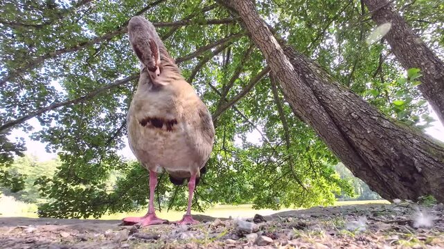 Nilgans am See unter Schwarzerle bei der Gefiederpflege, Alopochen aegyptiaca