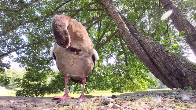 Nilgans am See unter Schwarzerle bei der Gefiederpflege, Alopochen aegyptiaca