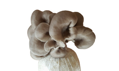 Oyster mushrooms on a white background,  Pleurotus (Pleurotus ostreatus) , PNG