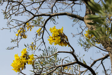 Yellow Tabebuia aurea flowers, also known as Golden Trumpet Tree blossoms, blooming on a tree branch against a blue sky