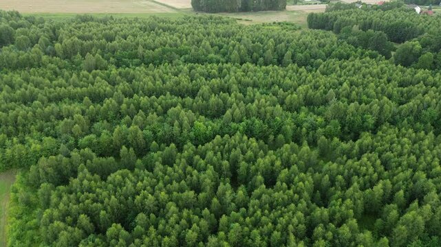 Green forest with varied tree heights