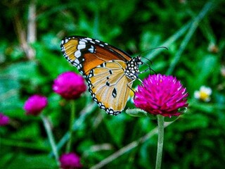 monarch butterfly on flower