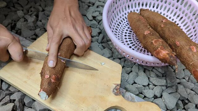 Close up of hands cutting cassava roots in a wood cutting board in the garden, cooking, preparation,4K.