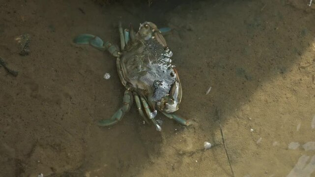 Closeup rear blue crab walking on sandy beach searching for food, digging in mud water river with sharp claws. Wild marine nature, wildlife. Water animals, seafood. Amazing beautiful animal