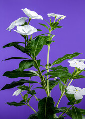 Blooming white Catharanthus on a purple background