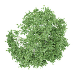 3d rendering of Birch tree from the topview © Fouzia