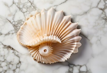 Seashell are beautiful, used as decorations, have patterns and colors.