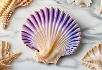 Obraz premium Seashell are beautiful, used as decorations, have patterns and colors.