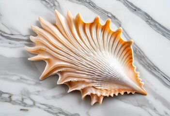 Obraz premium Seashell are beautiful, used as decorations, have patterns and colors.