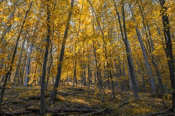 colorful autumn forest