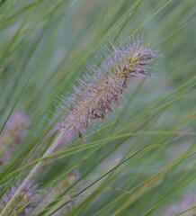 Beautiful close-up of pennisetum alopecuroides