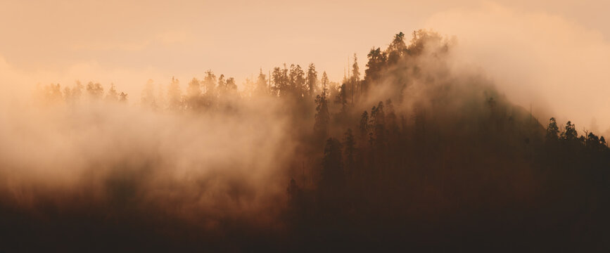 Misty forest at golden hour in the Himalayas