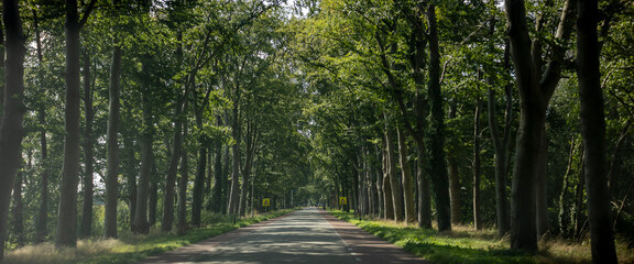 Streak of light coming through the canape of trees besides the car  road in The Netherlands