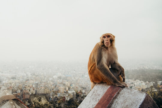 Contemplative monkey overlooking a bustling cityscape