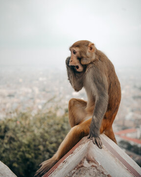 Pensive monkey overlooking the city from a high vantage point