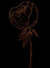 Yellow flower isolated on a black background