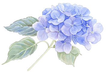 Beautiful blue hydrangea flower with delicate petals and lush green leaves, perfect for floral designs and botanical art.