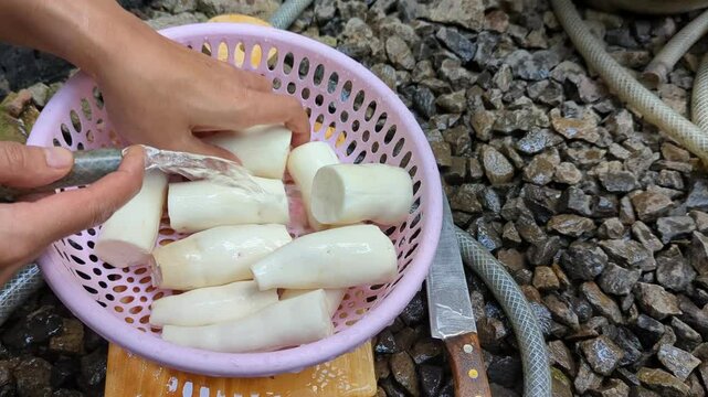 Close up of hands manually washing cassava roots with a bowl of clean water in the front yard. washing the cassava roots  after peeling will be processed into food for them.