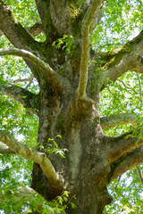 Fototapeta premium Giant tree in Southern Cultures Park, Adler (Sochi).