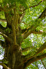 Fototapeta premium Giant tree in Southern Cultures Park, Adler (Sochi).