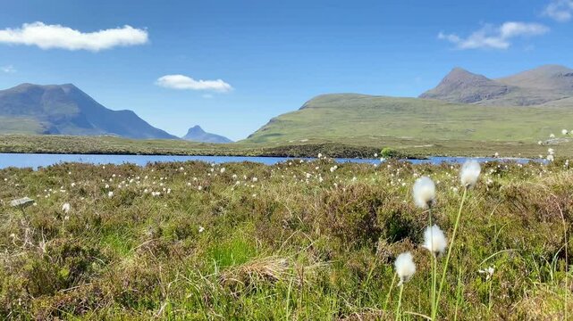 Cottongrass waving in gentle breeze lake shore green mountain peaks