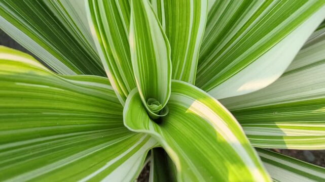 Zoom out Crinum Asiaticum Variegatum white Stripe in the home garden, A plant with a very beautiful vertical motif, nature background, texture,4K
