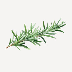 Fototapeta premium Fresh rosemary herb illustration