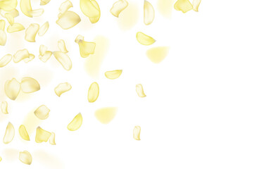 Yellow falling rose or sunflowers petals.Transparent panoramic horizontal background.Amber flower spring template.