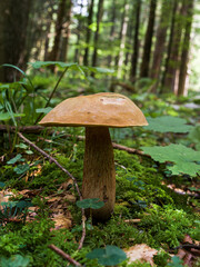Close-up of a mushroom growing in the middle of the mountain forest