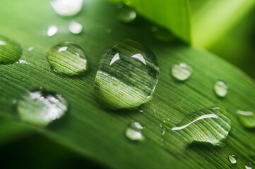 water drops on green leaf