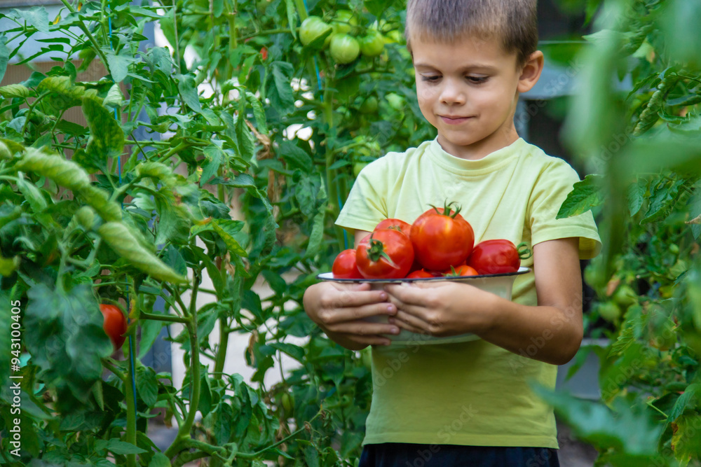 Poster boy with tomatoes in the garden, ecological product. selective focus.