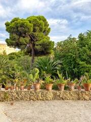 trees in a garden