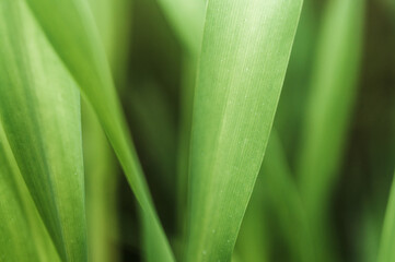 close up of green leaf