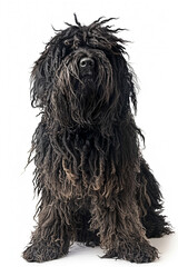Bergamasco Dog Breed, isolated on white background 