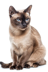 Burmese Cat Breed isolated on white background 