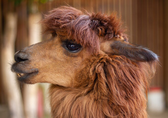Alpaca (Lama pacos) head close up