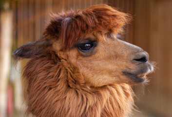 Fototapeta premium Alpaca (Lama pacos) head close up