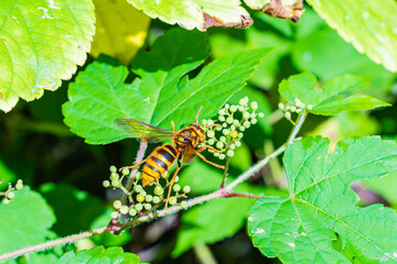 ノブドウ（山葡萄）実に飛来したスズメバチ