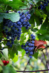 Color vertical photo, a bunch of purple grapes with small round berries, with leaves on a branch in sunlight on a vine background.