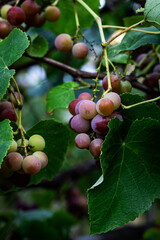 Color vertical photo, a bunch of purple grapes with small round berries, with leaves on a branch in sunlight on a vine background.