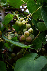 Obraz premium Color vertical photo, a bunch of purple grapes with small round berries, with leaves on a branch in sunlight on a vine background.