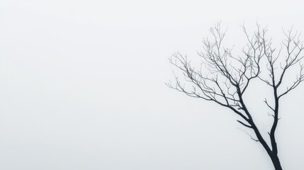 Fototapeta premium Minimalist winter tree against foggy sky depicting serenity and isolation