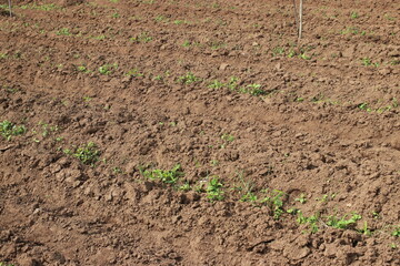 A close-up view of a recently plowed field shows dark brown soil and the emergence of young green plants. The soil appears fertile and well-prepared for planting.