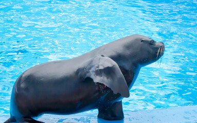 Sea lion performance at the dolphinarium in Sochi Adventure Park.