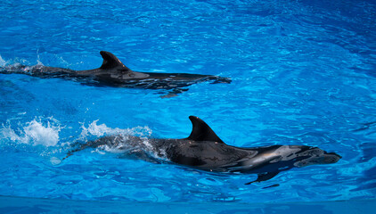 Obraz premium Dolphins performing at the dolphinarium in Sochi Adventure Park.